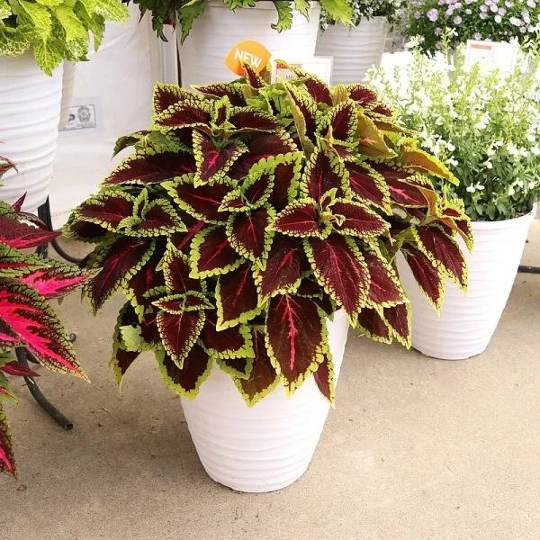 Koleus 'Main Street® Alligator Alley' – sadzonka